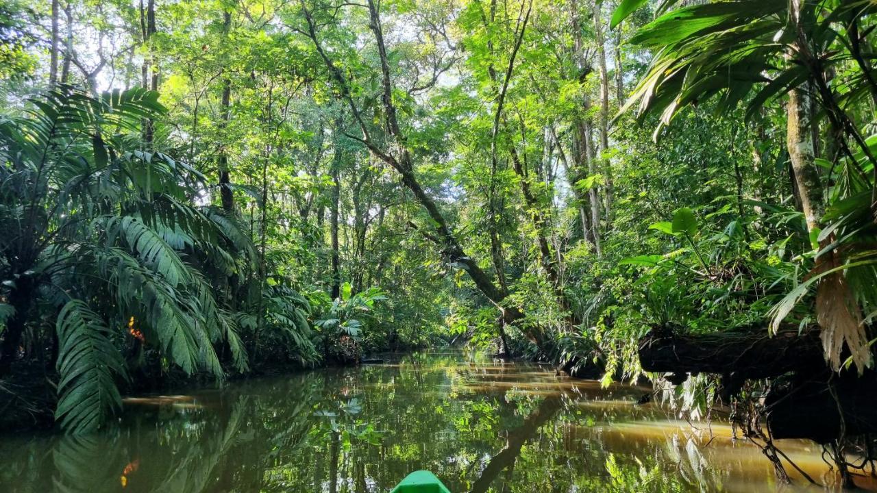 Wildlife Art Tortuguero Hotel Екстериор снимка