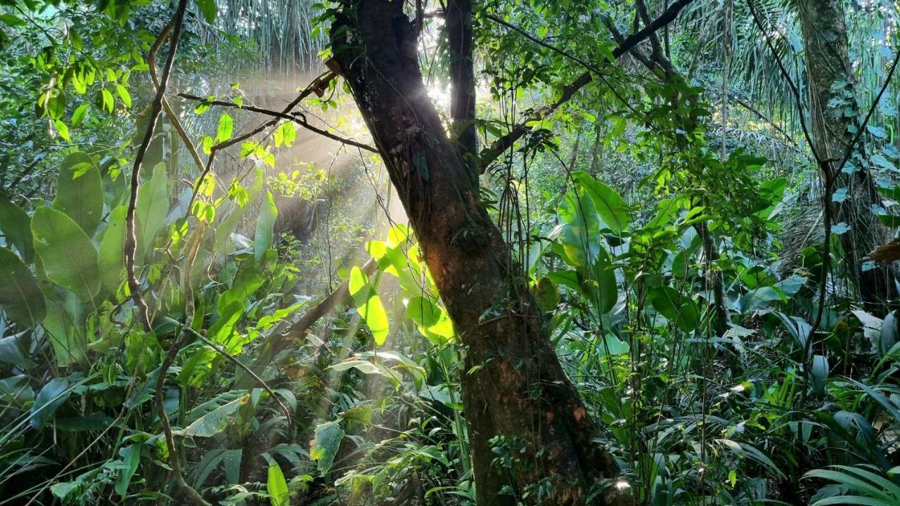 Wildlife Art Tortuguero Hotel Екстериор снимка