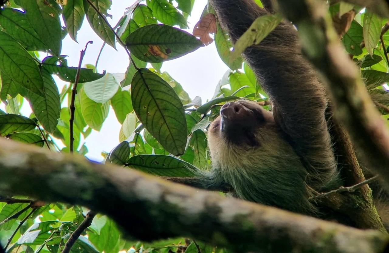 Wildlife Art Tortuguero Hotel Екстериор снимка