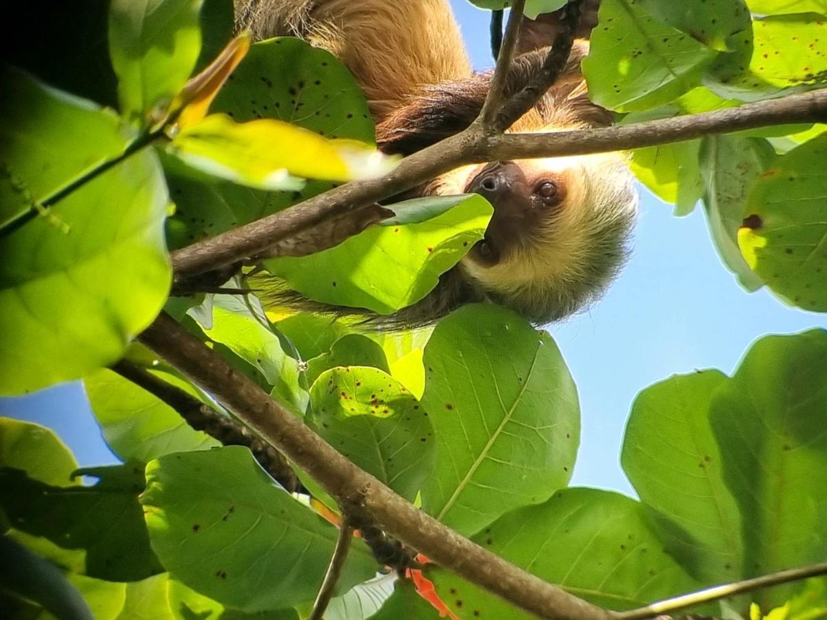 Wildlife Art Tortuguero Hotel Екстериор снимка