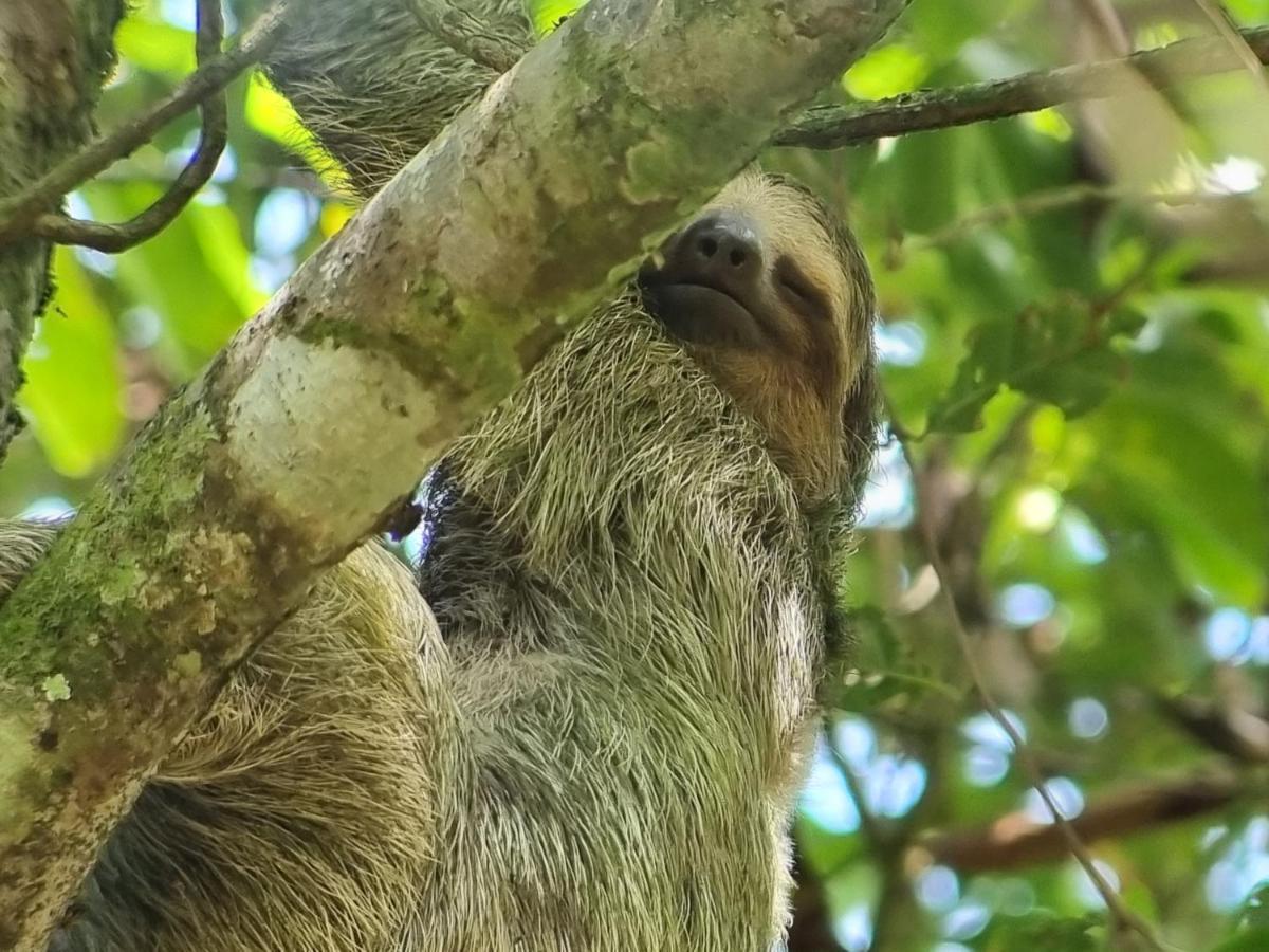 Wildlife Art Tortuguero Hotel Екстериор снимка