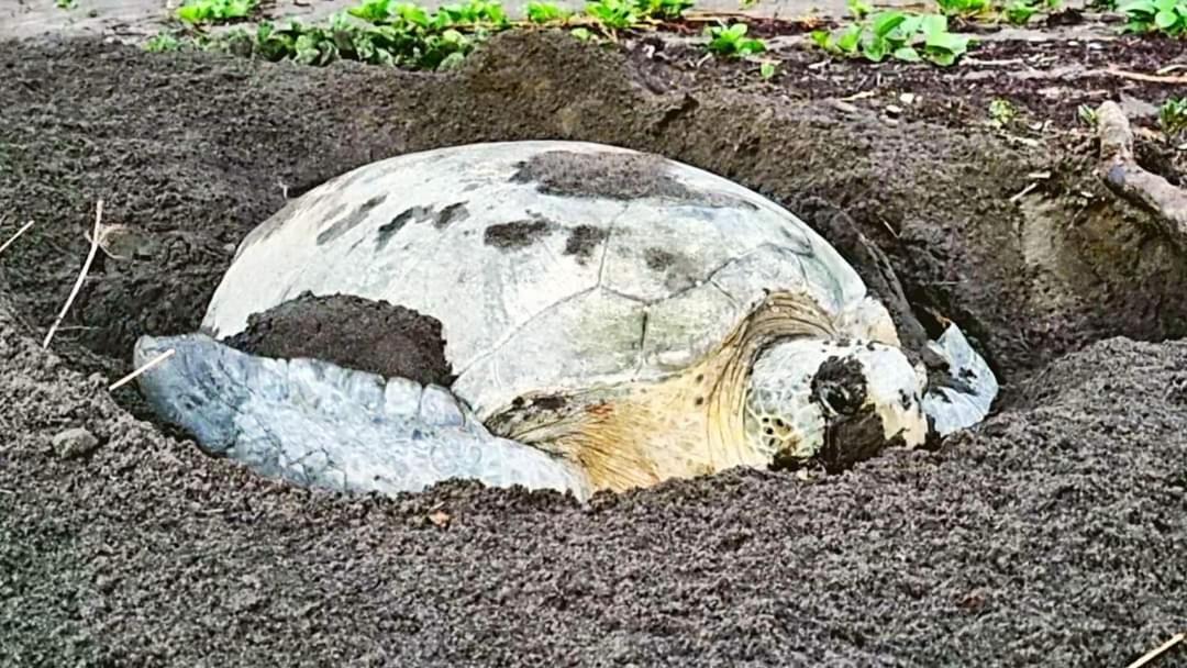 Wildlife Art Tortuguero Hotel Екстериор снимка