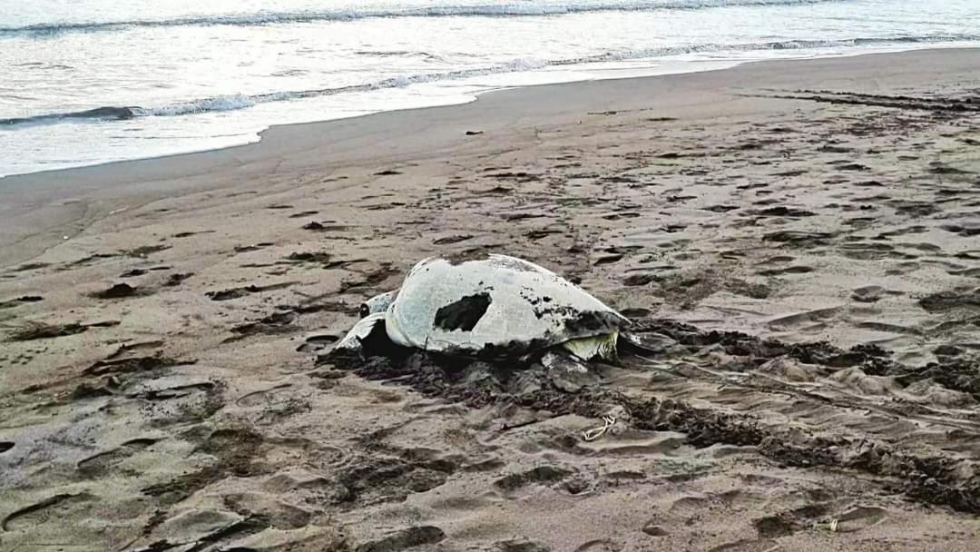 Wildlife Art Tortuguero Hotel Екстериор снимка