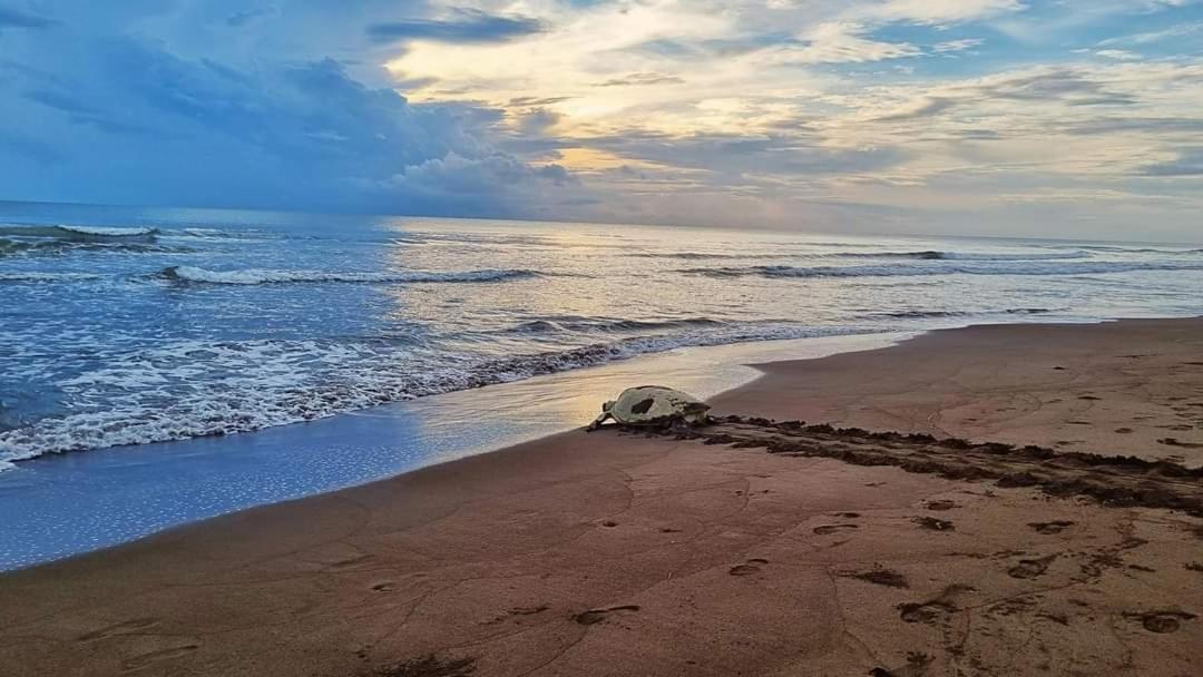 Wildlife Art Tortuguero Hotel Екстериор снимка